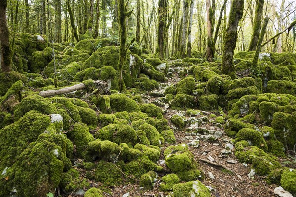 Hiking trail through forest with moss, valley of the Loue, Lizine, near Besancon, Departement Doubs, Bourgogne-Franche-Comte, Jura, France, Europe