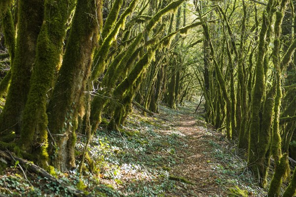 Hiking trail through forest with moss, valley of the Loue, Lizine, near Besancon, Departement Doubs, Bourgogne-Franche-Comte, Jura, France, Europe