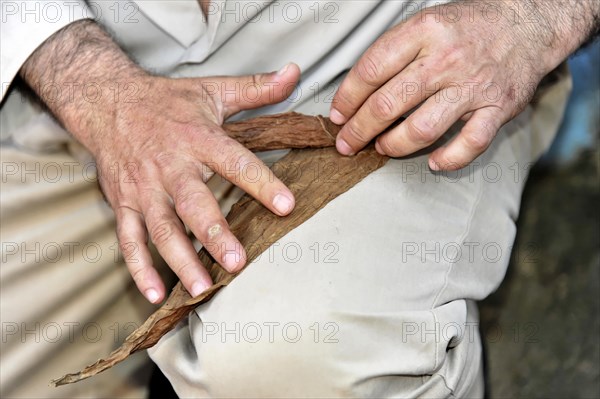 Tobacco farmer rolling a cigar, tobacco plant (Nicotiana), tobacco cultivation in Valle de Vinales National Park, Vinales, Pinar del Rio Province, Cuba, Greater Antilles, Caribbean, Central America