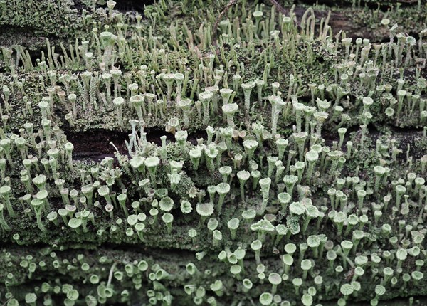 Pixie cup lichen Cladonia asahinae