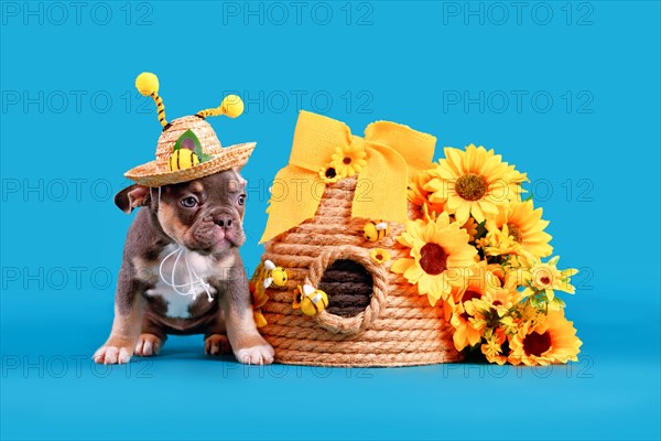 Blue tan French Bulldog dog puppy wearing bee antler summer straw hat next to beehive and flowers on blue background
