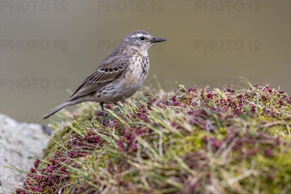 Water pipit (Anthus spinoletta), province of Castile-Leon, Picos de Europa, Spain, Europe