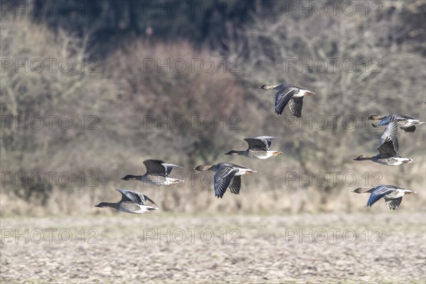 Bean geese (Anser fabalis), flying, Emsland, Lower Saxony, Germany, Europe