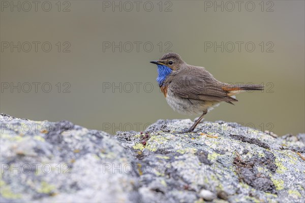 Bluethroat (Luscinia svecica), male, on stone, Castilla y Leon province, Picos de Europa, Spain, Europe