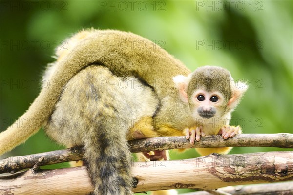 Black-capped squirrel monkey (Saimiri boliviensis) mother with he youngster, Germany, Europe