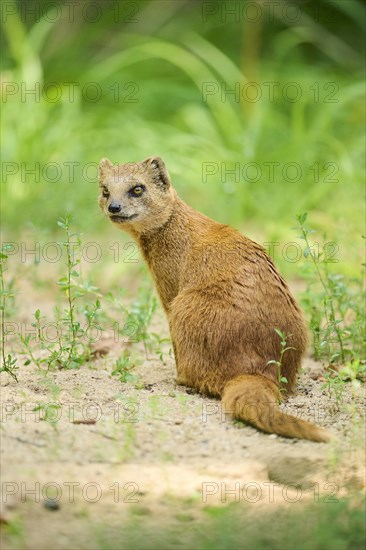 Ethiopian dwarf mongoose (Helogale hirtula) sitting on the ground, Bavaria, Germany, Europe