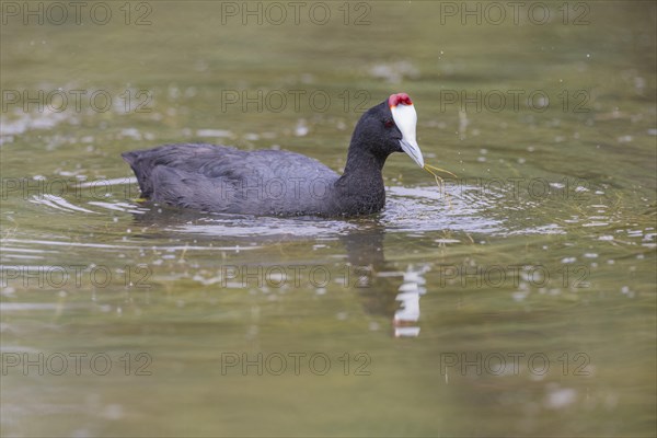 Red-knobbed coot (Fulica cristata), wetland near Alicante, Andalusia, Spain, Europe