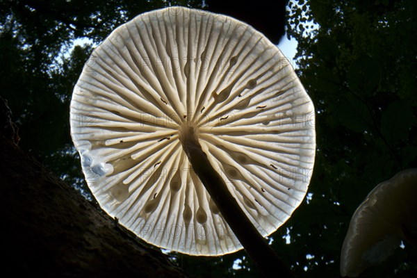 Porcelain fungus (Mucidula mucida), fruiting body on standing deadwood beech (Fagus sylvatica), Hesse, Germany, Europe