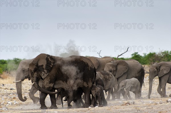 African elephant (Loxodonta africana) in Etosha National Park, herd, elephant herd, family, animal, wild, free living, wilderness, bathing, bathing, skin protection, sun protection, protection, protective layer, skin, dust, sand, instinct, climate, safari, Namibia, Africa