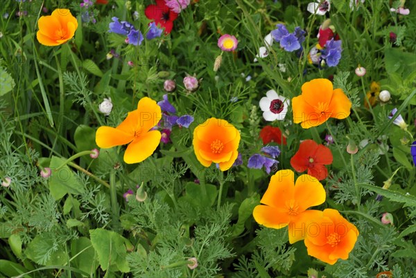 Yarrow (Achillea), mallow (Malva), yellow marguerites (Leucanthemum), poppy (Papaver rhoeas), Baden-Wuerttemberg, Germany, Europe