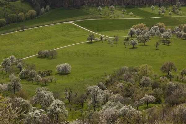 Orchard meadows near Weilheim an der Teck, Swabian Alb. Cherry blossom, apple blossom and pear blossom in full splendour