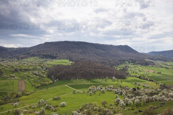 Orchard meadows near Weilheim an der Teck, Swabian Alb. View of the Breitenstein. Cherry blossom, apple blossom and pear blossom in full splendour. Spring awakening at the Limburg