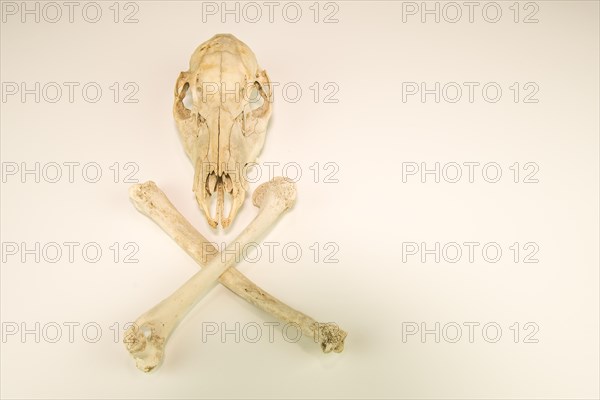 Deer skull and crossed leg bones cleaned and isolated on white background