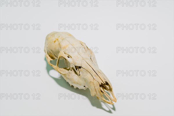 Skull of dead deer cleaned and placed on white background. Photographed with hard shadow
