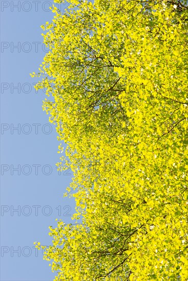 Fresh green foliage of the sand birch (Betula pendula) or sand birch or silver birch or silver birch or silver birch (syn.: Betula alba) (Betula verrucosa) in spring in the sunlight against a bright blue sky, Lower Saxony, Germany, Europe