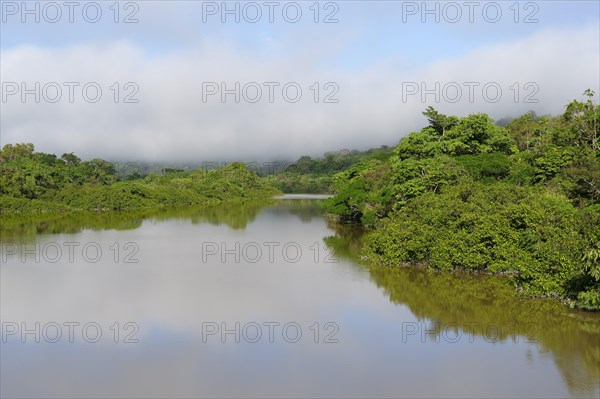 Morning fog on the Amana River, an Amazon tributary, Amazonas state, Brazil, South America