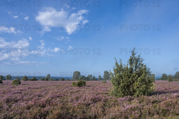 Heath landscape, flowering common heather (Calluna vulgaris), common juniper (Juniperus communis), Lueneburg Heath, Lower Saxony, Germany, Europe