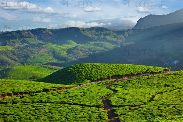 Green rolling hills with tea plantations. Munnar, Kerala, India, Asia