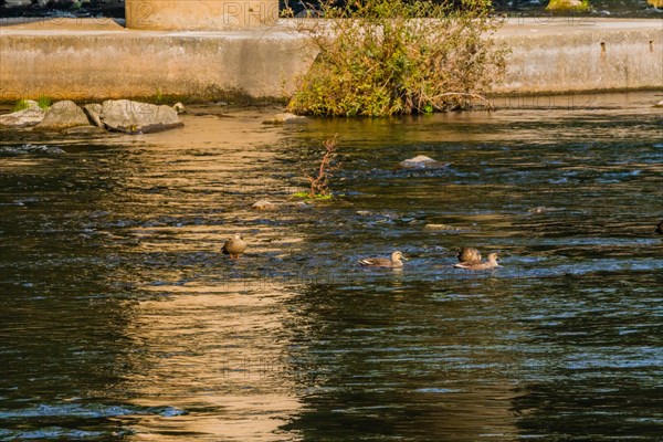 Four spot-billed ducks together in river near bridge on a bright sunny morning