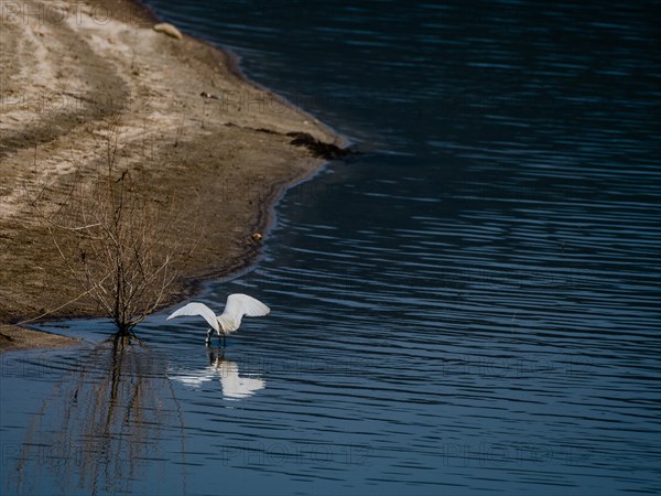 Snowy Egret standing in water next to a bush growing in a lake