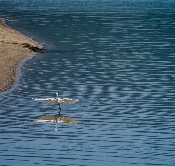 Snowy Egret standing in water near the shore of a lake with its wings outstretched