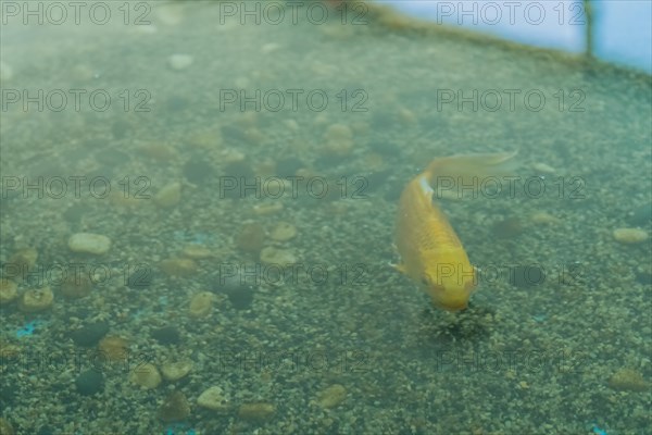Closeup of golden carp swimming in water of large fish tank with sun shinning through window in background