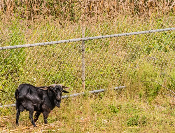 Closeup of large black goat with long horns in front of chain link fence