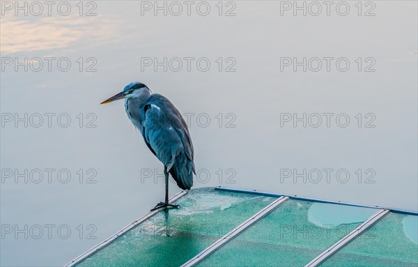 Closeup of gray heron standing on one leg on a plastic canopy against an overcast sky