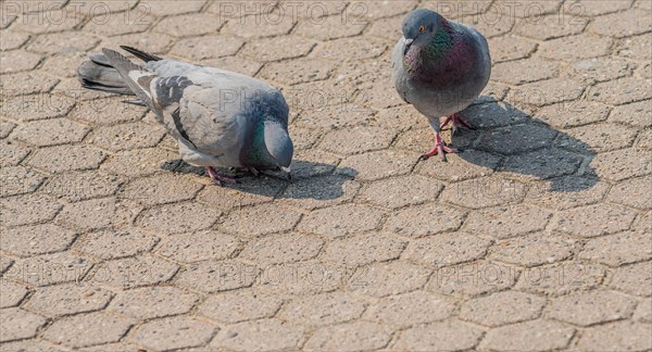 Close up of two pigeons looking for food on on the concrete ground of a park in Seoul, South Korea, Asia