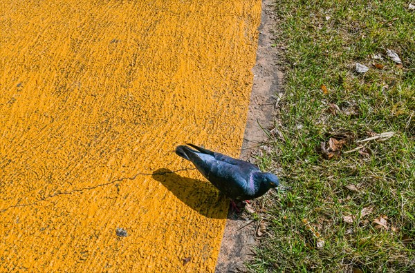 Closeup on pigeon walking on yellow walkway next to green grass in public park