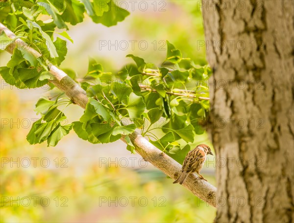 Beautiful Eurasian sparrow perched on tree branch with bright green leaves on a sunny day