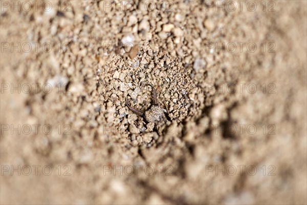 Funnel-building larva of a damselfly at the deepest point of its funnel in a lurking position, the pincers are visible while a large part of its body is hidden in the sand, Valais, Switzerland, Europe