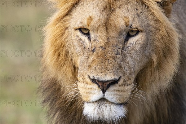 Lion (Panthera leo) Masai Mara Kenya