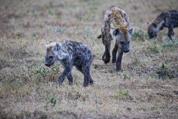 Spotted hyena (Crocuta crocuta) Masai Mara Kenya