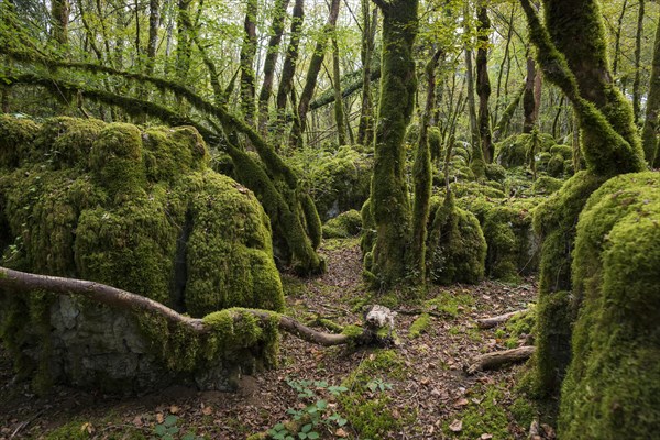 Hiking trail through forest with moss, valley of the Loue, Lizine, near Besancon, Departement Doubs, Bourgogne-Franche-Comte, Jura, France, Europe