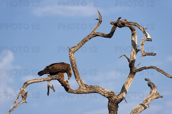 Eagle eats a snake, tree, prey, wilderness, wild, bird, dead, wildlife, Namibia, Africa