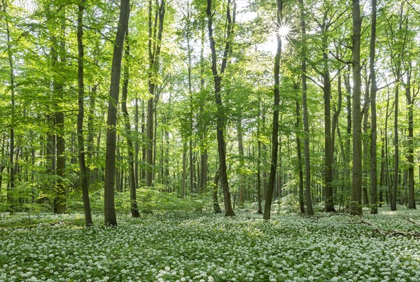 Near-natural forest with flowering ramson (Allium ursinum), sun star, Hainich National Park, Thuringia, Germany, Europe