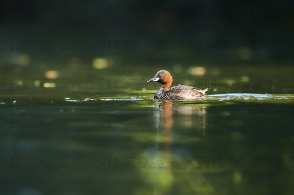 Little grebe (Tachybaptus ruficollis) swimming on a lake, Bavaria, Germany, Europe