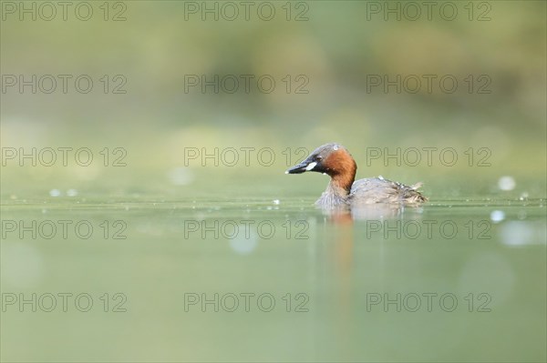 Little grebe (Tachybaptus ruficollis) swimming on a lake, Bavaria, Germany, Europe