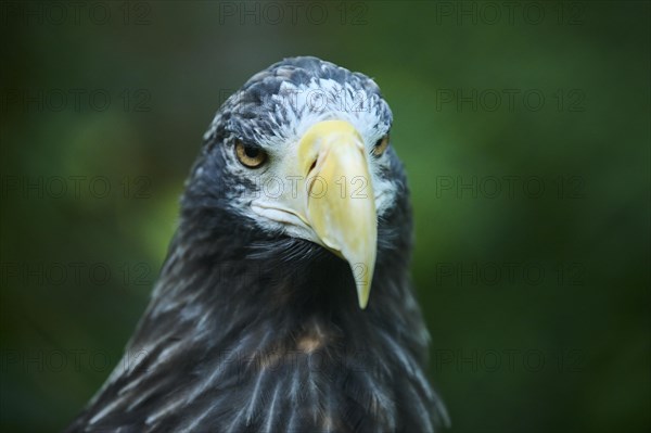 Steller's sea eagle (Haliaeetus pelagicus) portrait, captive, Germany, Europe