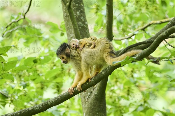Black-capped squirrel monkey (Saimiri boliviensis) mother with he youngster climbing in a tree, Germany, Europe