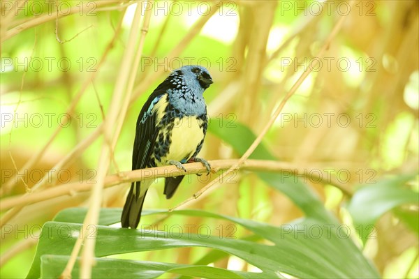 Opal-rumped tanager (Tangara velia) sitting on a branch, Bavaria, Germany, Europe