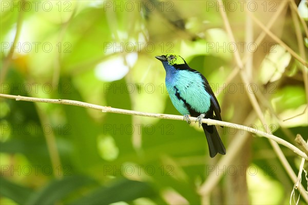 Paradise tanager (Tangara chilensis) sitting on a branch, Bavaria, Germany, Europe