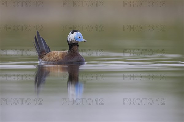 White-headed Duck (Oxyura leucocephala), El Taray wetland, Castilla-La Mancha, Spain, Europe