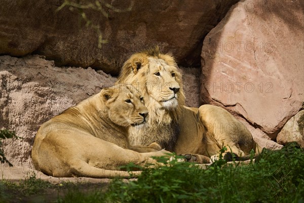 Asiatic lion (Panthera leo persica), male and female lying, captive, Germany, Europe