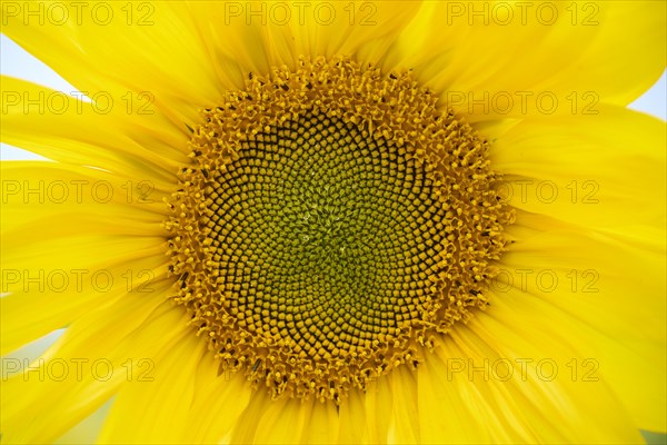 Common sunflower (Helianthus annuus) growing on a field, detail, close-up, Bavaria, Germany, Europe