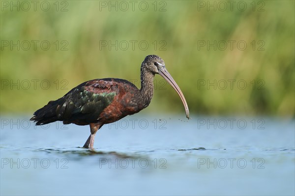 Glossy ibis (Plegadis falcinellus) walking in the water, hunting, Parc Naturel Regional de Camargue, France, Europe