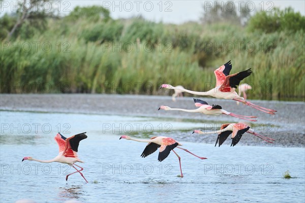 Greater Flamingos (Phoenicopterus roseus) starting from the water, flying, Parc Naturel Regional de Camargue, France, Europe