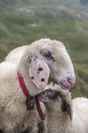 Mother with young, white domestic sheep on an alpine meadow, animal portrait, Berliner Hoehenweg, Zillertal Alps, Tyrol, Austria, Europe