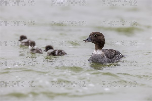 Barrow's goldeneye (Bucephala islandica), female with chicks, young birds, Laxa River, Lake Myvatn, Iceland, Europe